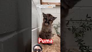 puma cat animals cute funny dog lion tiger cheetah monkey tiktok trending chicken zoo [upl. by Iorgos142]