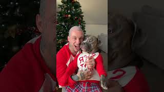 Pup Loves Christmas Cuddles ❤️🎄 🎥 TT massiemino [upl. by Eillehs]