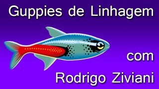 Guppies de linhagem com Rodrigo Ziviane fundador do CCG [upl. by Bridwell848]