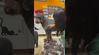 Königs Pudel shortsfeed animals grooming dog cute [upl. by Fancie838]