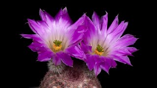 Time Lapse Echinocereus rigidissimus USA Arizona Parker Lake [upl. by Norra19]