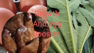 How I use papaya leaves to boost egg production and cure diseases on my poultry farm [upl. by Vivica]