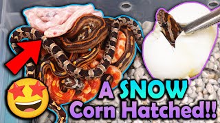 Mystery Corn Snakes Hatching [upl. by Shandeigh585]