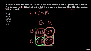 How to use Punnet square to solve genetics problem [upl. by Lynda]