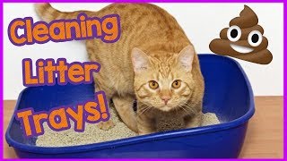 How to properly clean a cat litter tray  The easy way to clean a litter box [upl. by Gasperoni500]