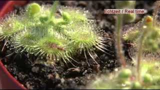 Carnivorous Plant Drosera Glanduligera Use Tentacles To Capture Insect [upl. by Huntingdon671]