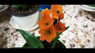 ornithogalum dubium ορνιθόγαλο EEDB TV [upl. by Anahpos]