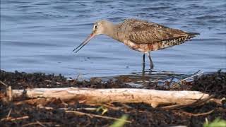 Hudsonian Godwits fatten and molt on James Bay [upl. by Akiemehs]