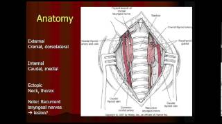 Parathyroid Gland Anatomy in the Dog and Cat [upl. by Anaili]