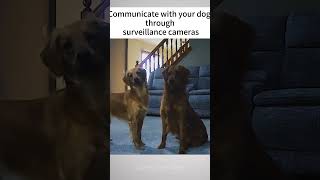 Have you communicated with your dog through surveillance cameras funny [upl. by Akisej]