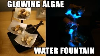 Glowing Algae Water Fountain [upl. by Aerdnahs]