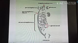 Urinogenital system in vertebrates [upl. by Ailito]