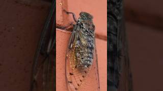 Cicada Sound Cicada insect close up shot [upl. by Saberhagen]