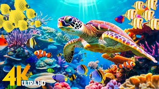 Ocean 4K  Sea Animals for Relaxation Beautiful Coral Reef Fish in Aquarium 4K Video Ultra HD 52 [upl. by Layor]