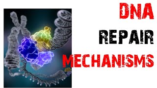 DNA repair mechanisms [upl. by Orlanta]