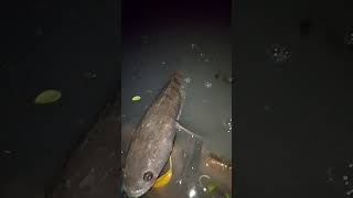 Upstream sole fish catching fishingvideo fishing naturefishing [upl. by Docia]