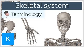 Skeletal system  Anatomical terminology for healthcare professionals  Kenhub [upl. by Ettezzus]