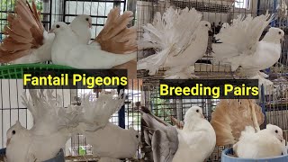 How To Produce Best 💯 Fantail Pigeons Breeding Pairs [upl. by Reinald364]