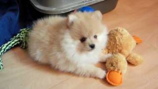 Pomeranian Zwergspitz Baby Lovely´s Heartbreaker Velvet Gold [upl. by Repsac]