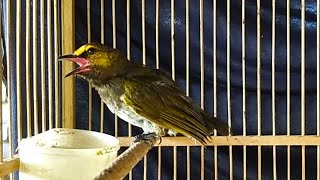 suara burung RENGGANIS betina memancing jantan [upl. by Ursala]