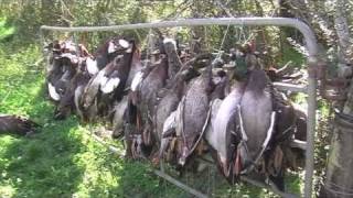 Duck hunting in New Zealand part 2 [upl. by Sunny]