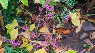 back garden November 1st greater Manchester England beauty berry amp erigeron Stallones [upl. by Akiner634]