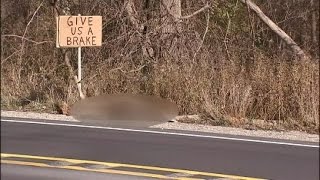 Give us a brake sign attached to dead deer on road [upl. by Aillicirp]