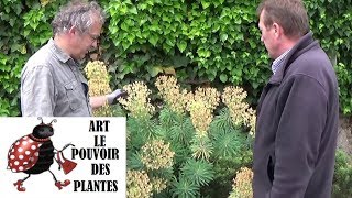 chaine tv de Jardinage euphorbe characias Comment faire la Taille et entretien Plante vivace [upl. by Eiramanad790]