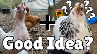 Integrating Bantam Chickens with Standard Chickens [upl. by Htir]