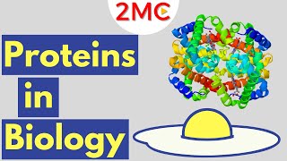 Proteins  Biological Molecules Simplified 2 [upl. by Asusej]