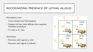 Lethal Alleles [upl. by Neely105]