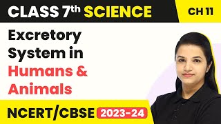 Class 7 Science Chapter 11  Excretory System in Humans amp AnimalsTransportation in Animals amp Plants [upl. by Baiss93]