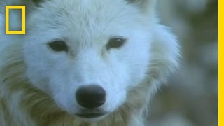 Musk Ox vs Wolves  National Geographic [upl. by Bolling]