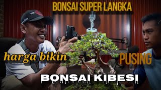 bonsai kibesi harga mengejutkan langka [upl. by Gapin]