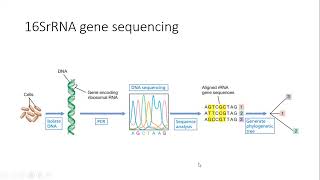 Demystifying 16S rRNA Gene Sequencing Unlocking the Secrets of Microbial Diversity [upl. by Danas213]