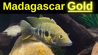 Awesome Fish from MADAGASCAR  East Coast Gold [upl. by Maryjane521]