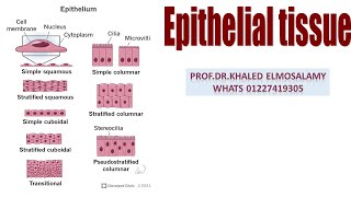 Simple squamous epithelium histology [upl. by Stormi]