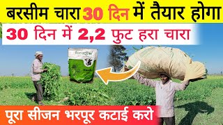 ऐसे बरसीम हरा चारा 30 दिन में तैयार होगा NO1 फॉर्मूला। berseem ki kheti kaise kare best formula [upl. by Aisetra]