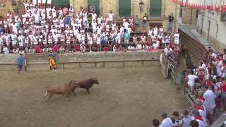 Encierro y Capea  Fiestas Carcastillo [upl. by Ttimme]