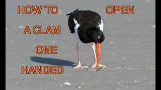 The American Oystercatcher NARRATED [upl. by Yerggoeg]