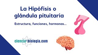 La hipófisis o glándula pituitaria definición estructura funciones y hormonas [upl. by Krm144]