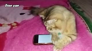 LUCUNYA KUCING MAINAN CICAK DAN TIKUS DI HPdionyunchannel82 [upl. by Coward]