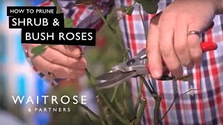 How To Prune Shrub And Bush Roses  Waitrose [upl. by Lekim]