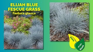 ELIJAH BLUE FESCUE GRASS  Festuca glauca [upl. by Nogras]