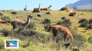 Vida Salvaje Torres del Paine Guanacos Animales en Patagonia [upl. by Salli]