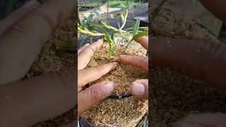 Really usefull techniques grafting and propagation dendrobium plant short plant orchid [upl. by Cristine]