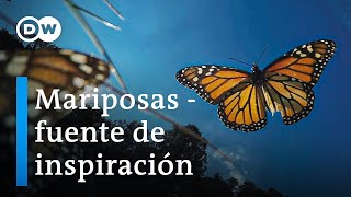 ¿Qué podemos aprender de las mariposas  DW Documental [upl. by Milford]