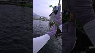 PRANK TOMAN TOBRUT JATILUHUR‼️ bemsfishing fyp fishing ikantoman giantsnakehead videomancing [upl. by Adeys]