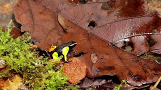 Mantella from Madagascar Mantella baroni [upl. by Stoughton]