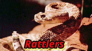 BAD MOVIE REVIEW  Rattlers 1976 [upl. by Nivra]